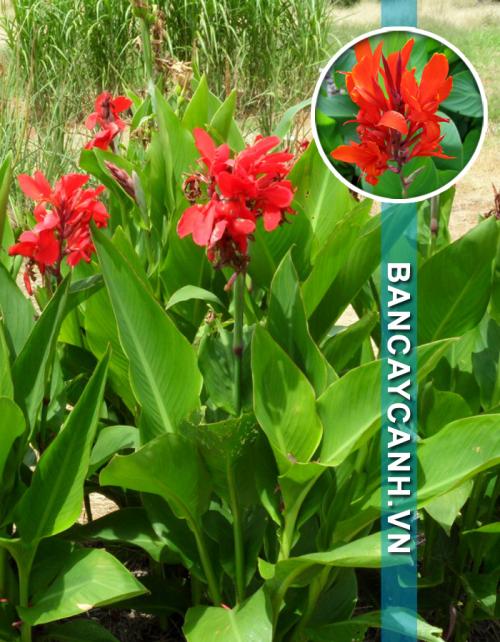 CÂY CHUỐI HOA - CANNA GENERALIS